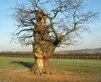 Ancient oak at Haywood Oaks. Photograph by Charles Watkins.